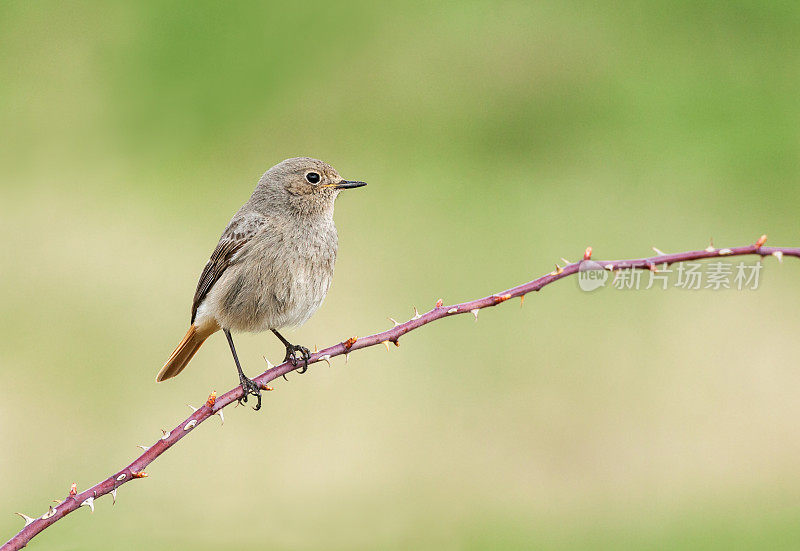 女黑红雀(Phoenicurus ochruros)